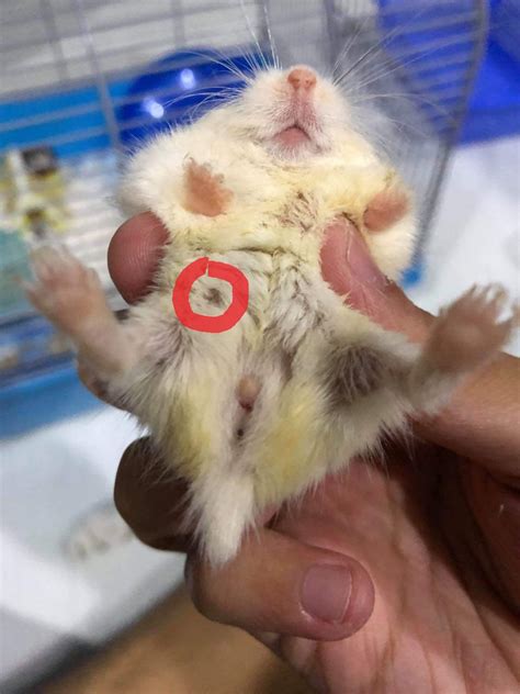 hamster nipples|Male VS Female Hamsters: How To Spot The Differences